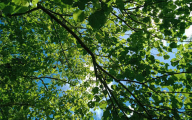 leafs of a tree and a blue sky